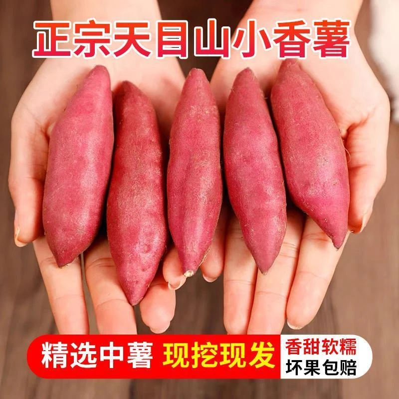 临安天目山小香薯正宗板栗红薯新鲜农家自种小番薯地瓜蜜薯番薯
