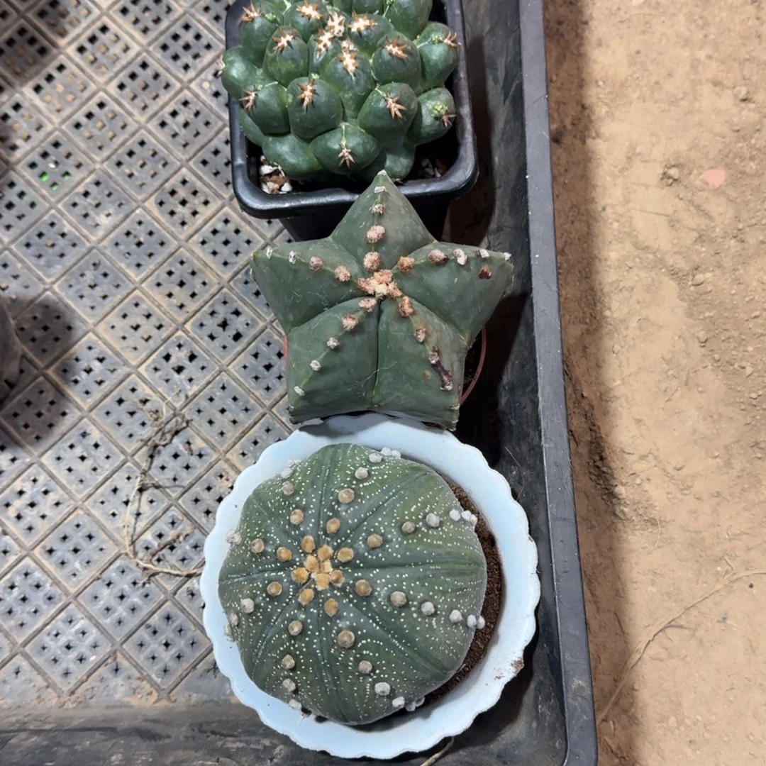 菠***派可口可乐了可口可乐