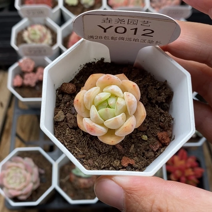 0012 3cm 海盐薄荷