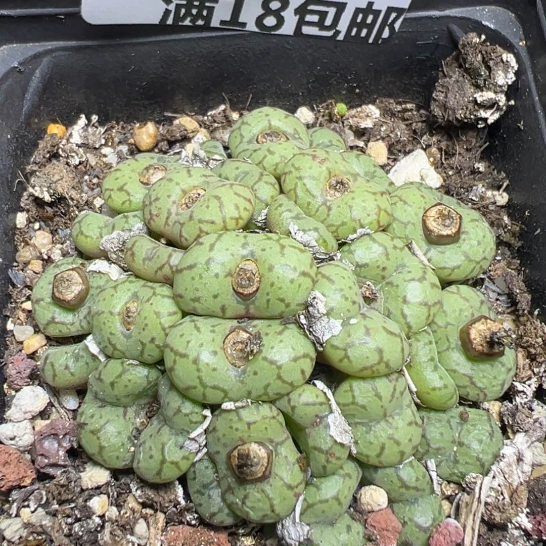 【闪购商品】 225。