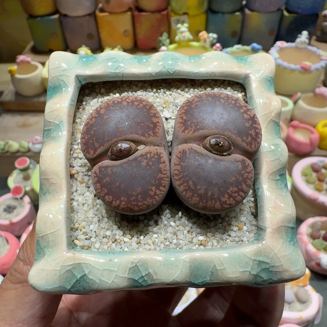 蘑菇1107日轮多肉植物