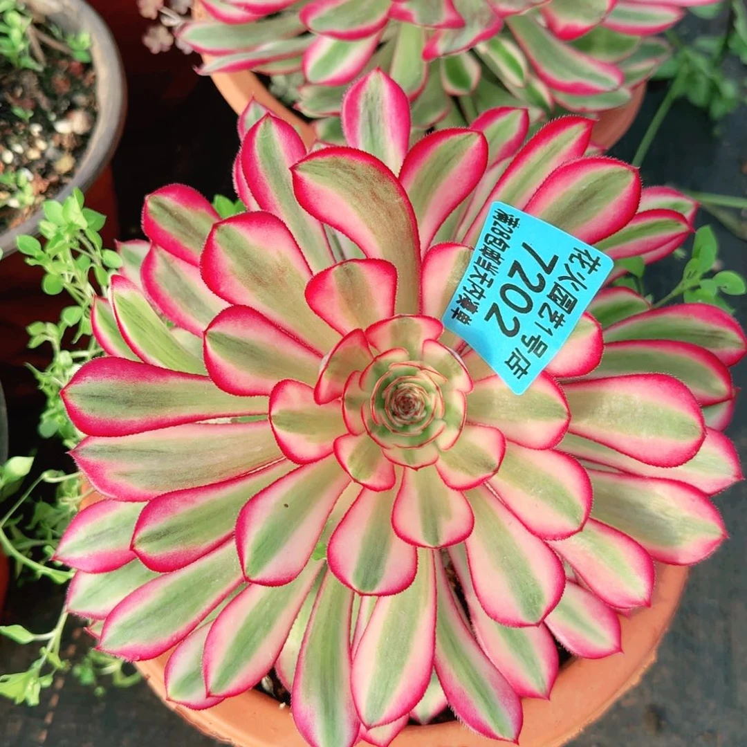 白月光7202多肉植物