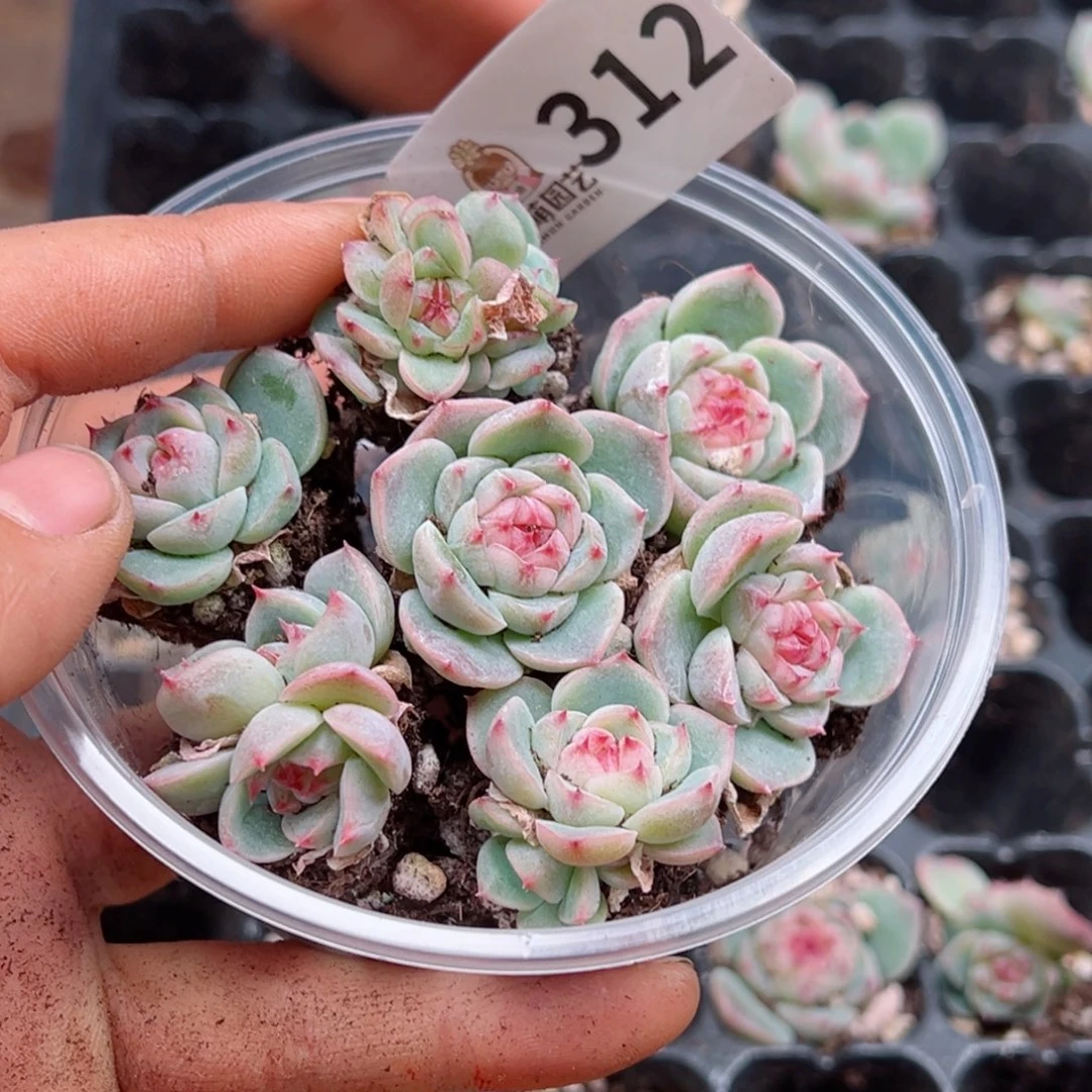 多肉植物多肉植物