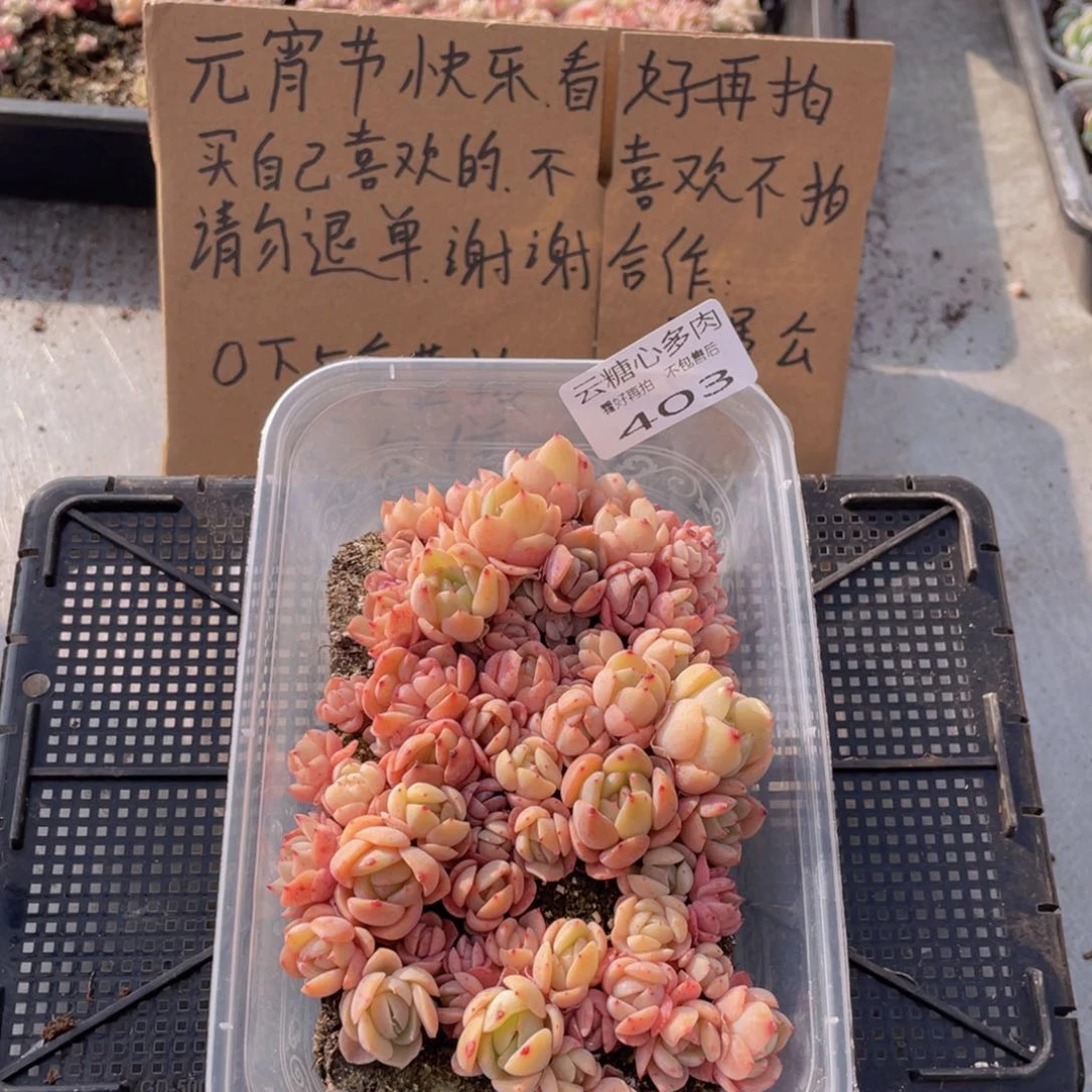 云糖心多肉植物403