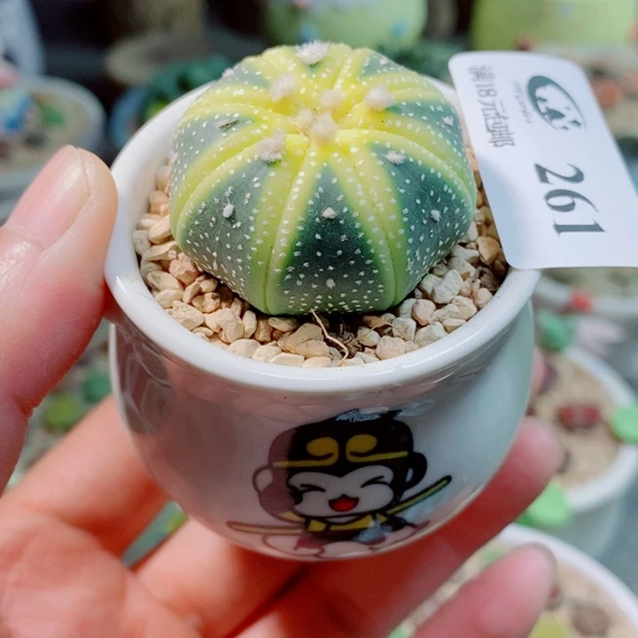 生石花花花花花花花花261