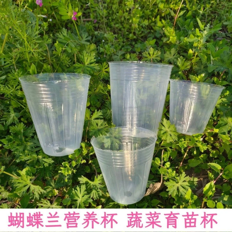 单拍杯子不发货小苗换盆无菌杯