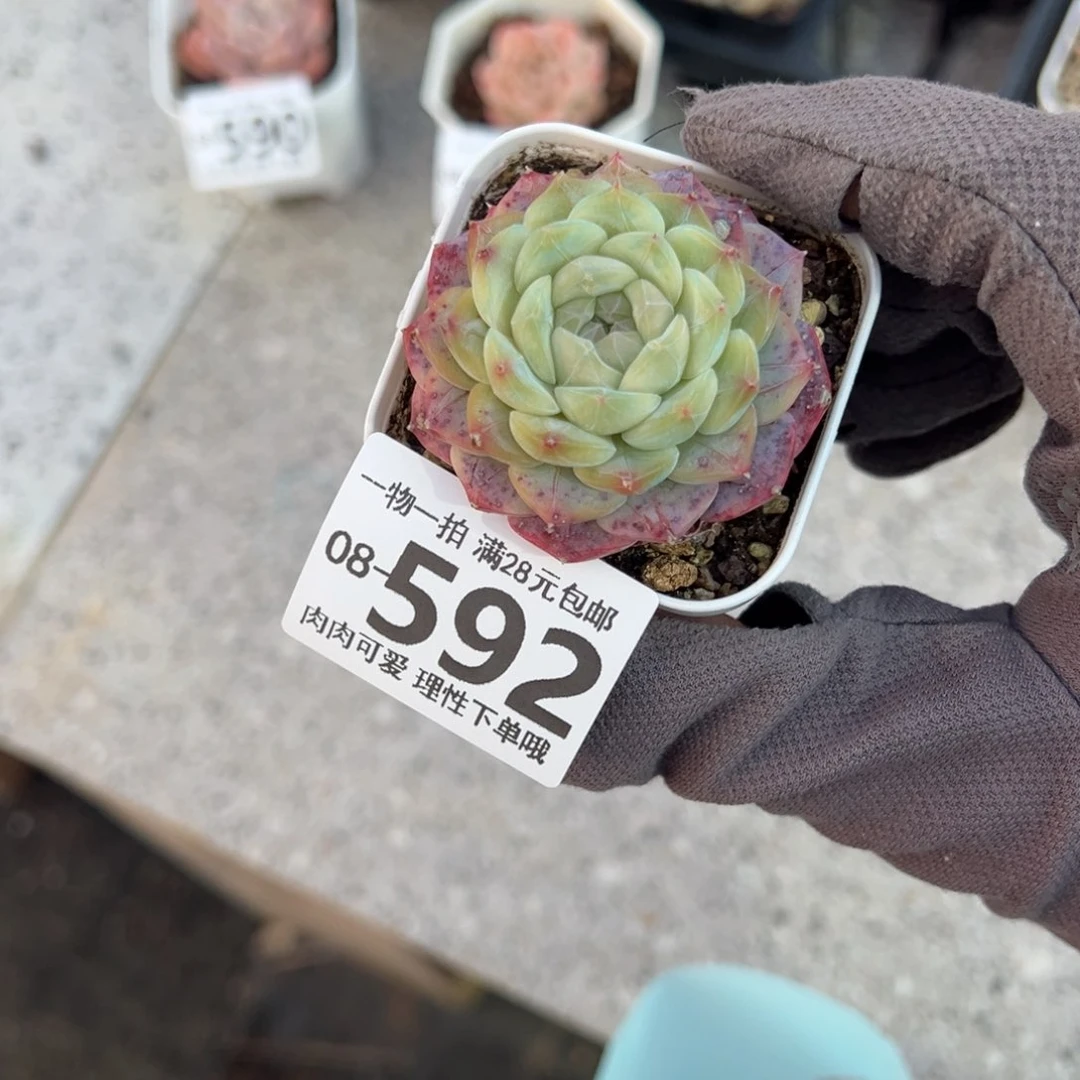 美妮多肉多肉多肉多