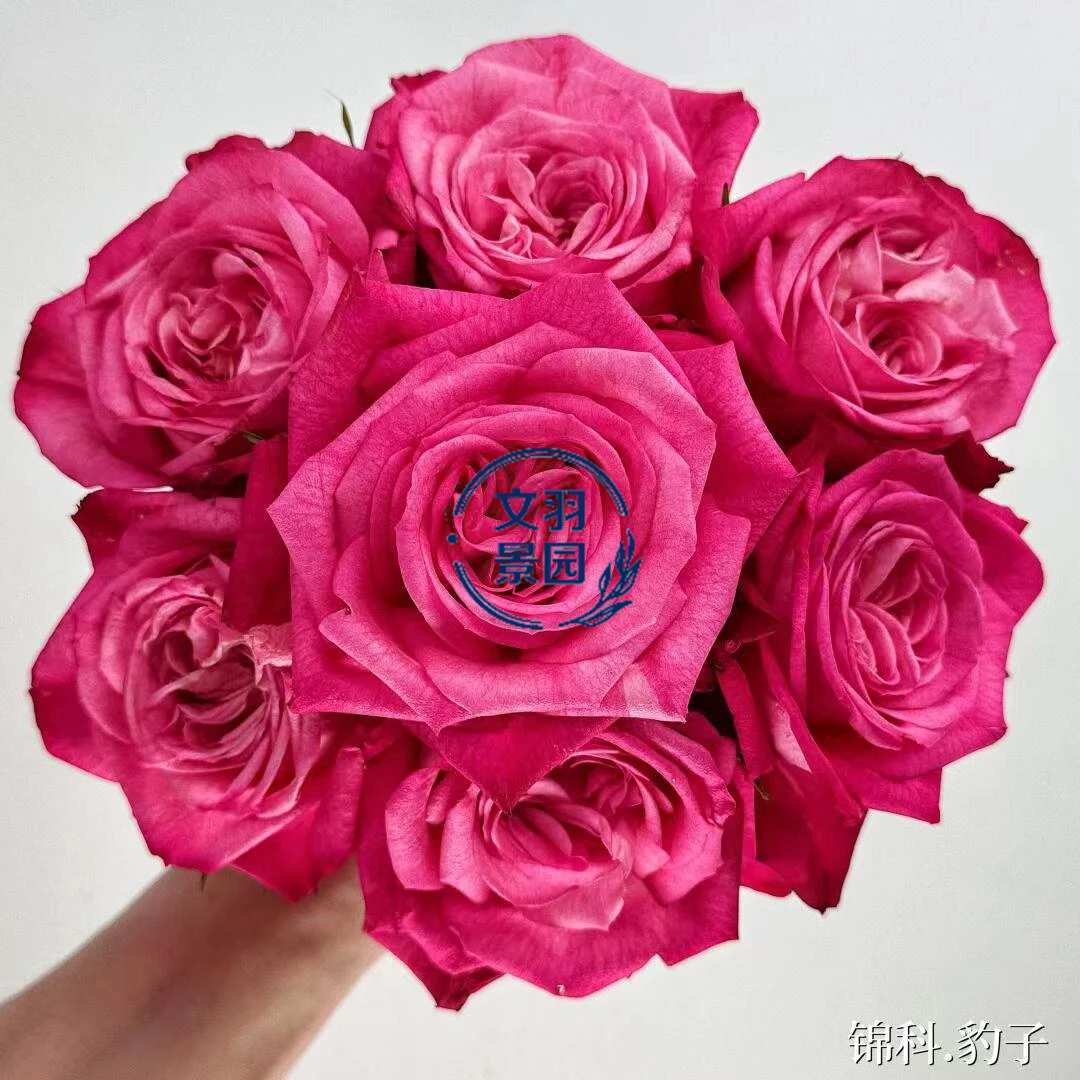 文羽景园【锦科,豹子】切花月季多季节重复开花