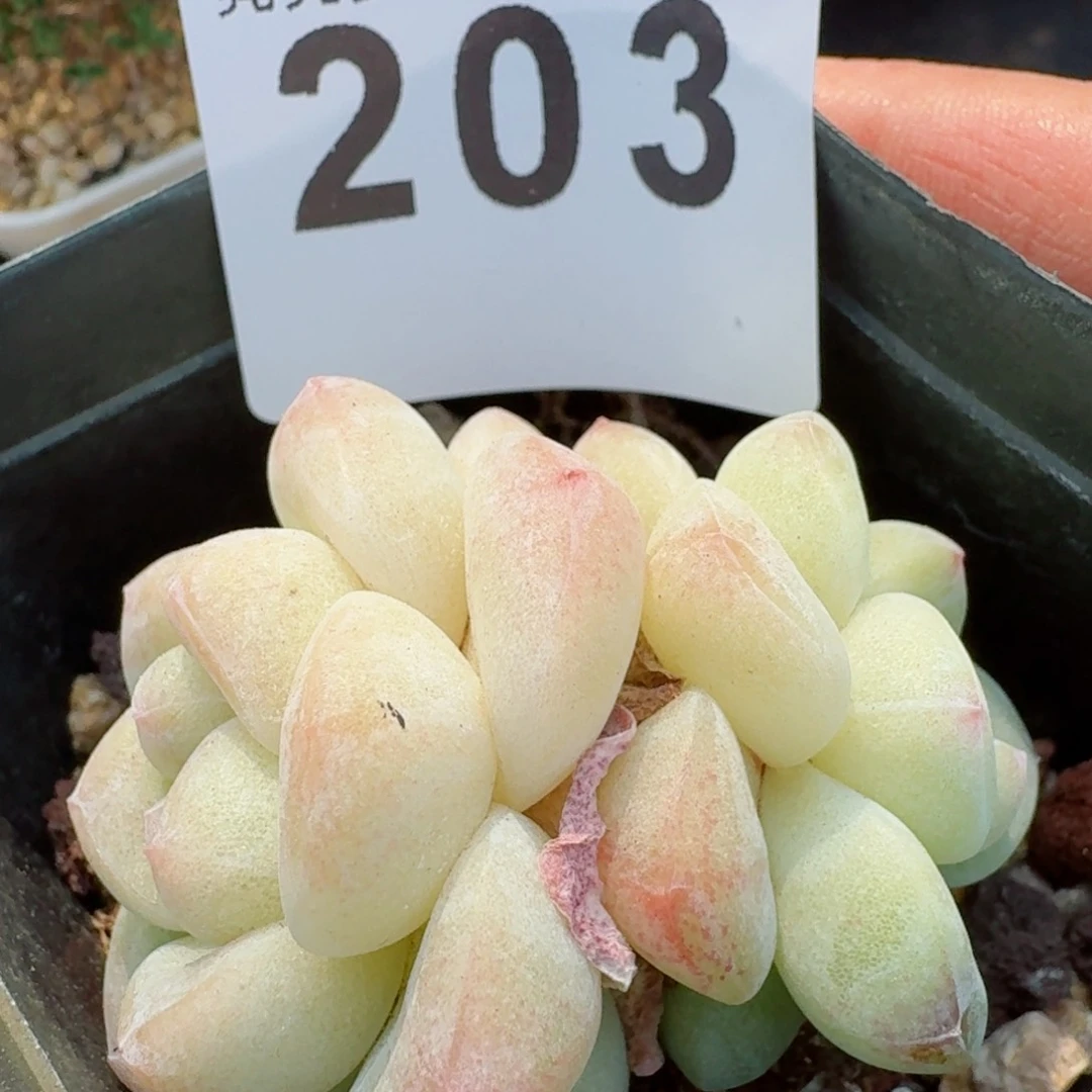 福利冰玉       精品多肉