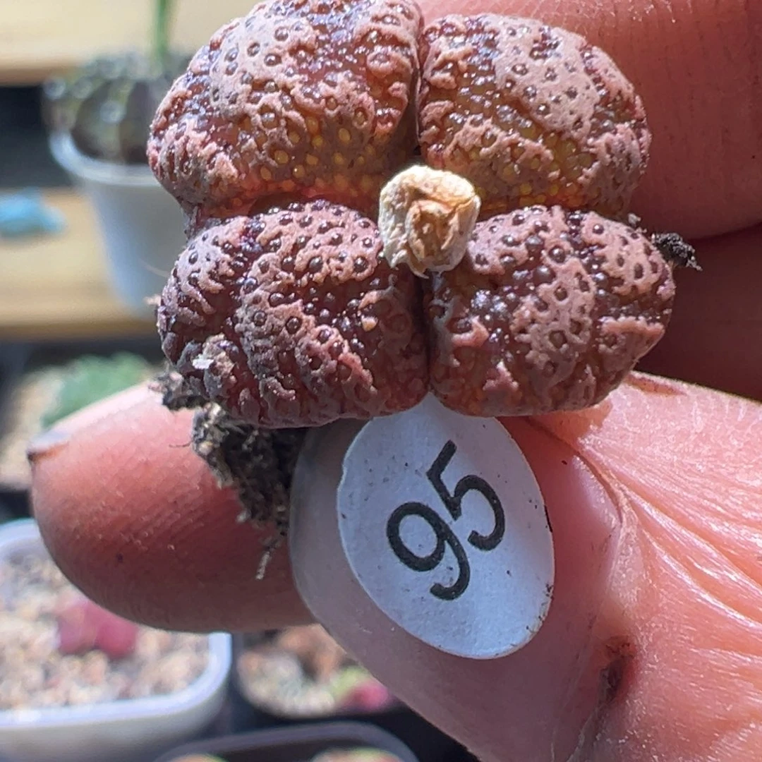 多肉植物1111111111