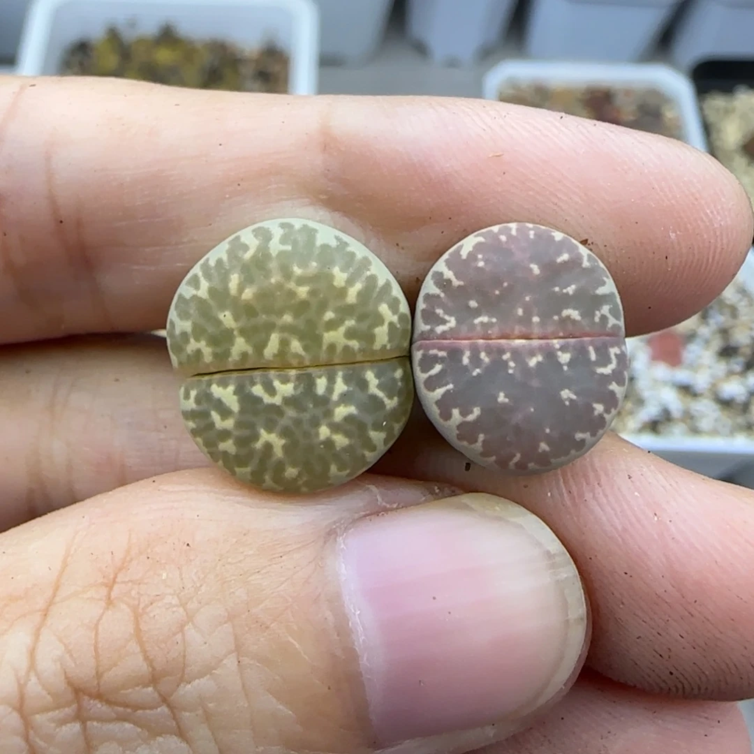 438 清框福利30包邮