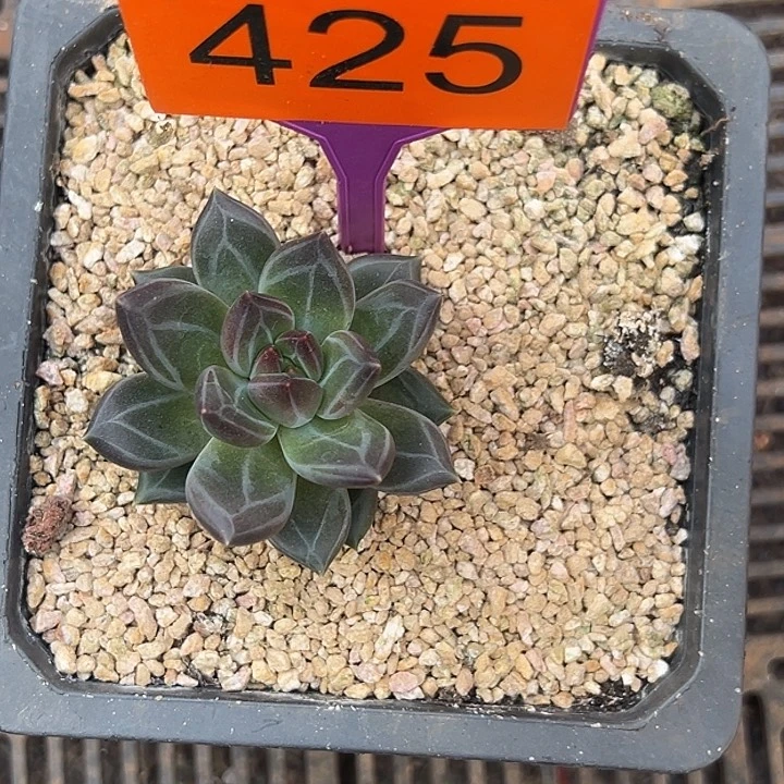 多肉植物胖紫荆425