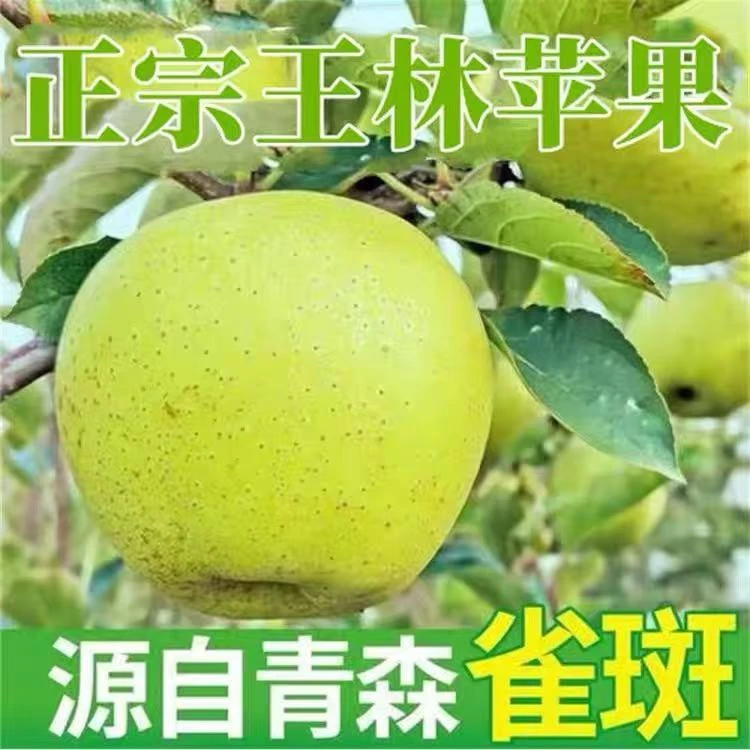 【只发新疆】正宗王林苹果新鲜脆甜当季水果包邮