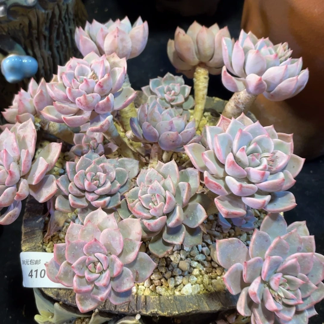 410红粉佳人老桩群生多肉植物