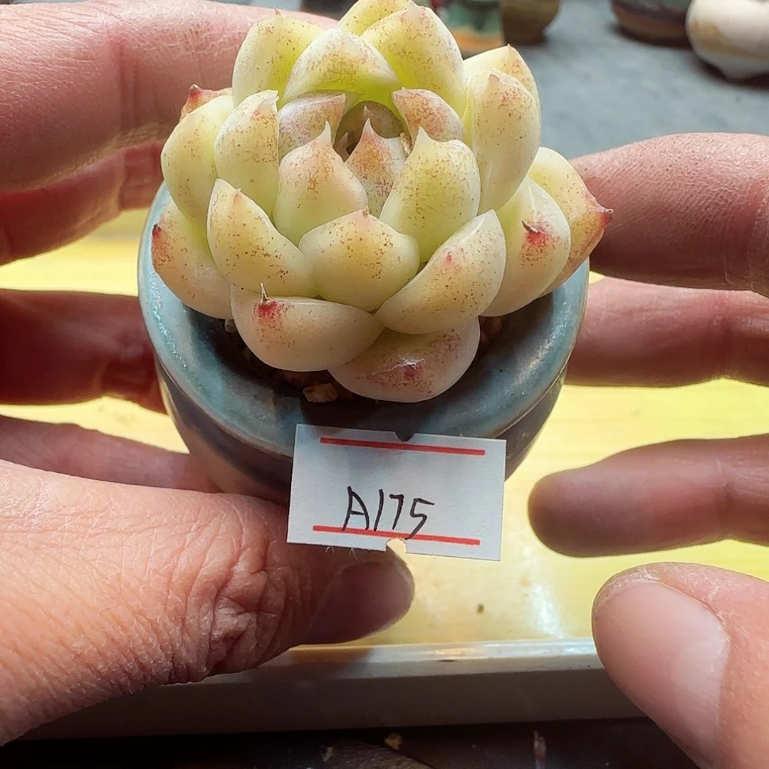 小暖萌友会福利A175