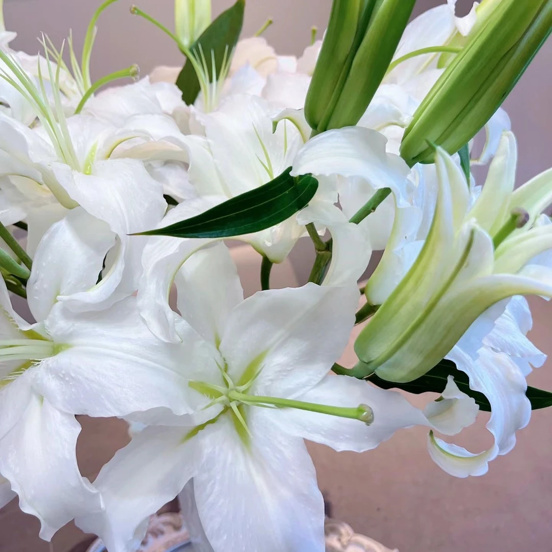 多年生【西伯利亚】14/16周长耐寒好养单瓣香水百合种球阳台庭院种