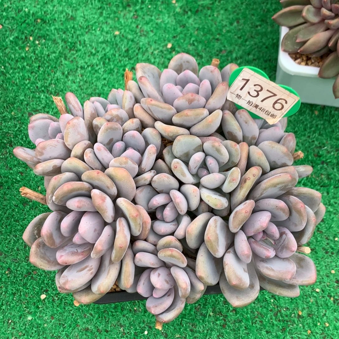 三明治美人老桩10头1376