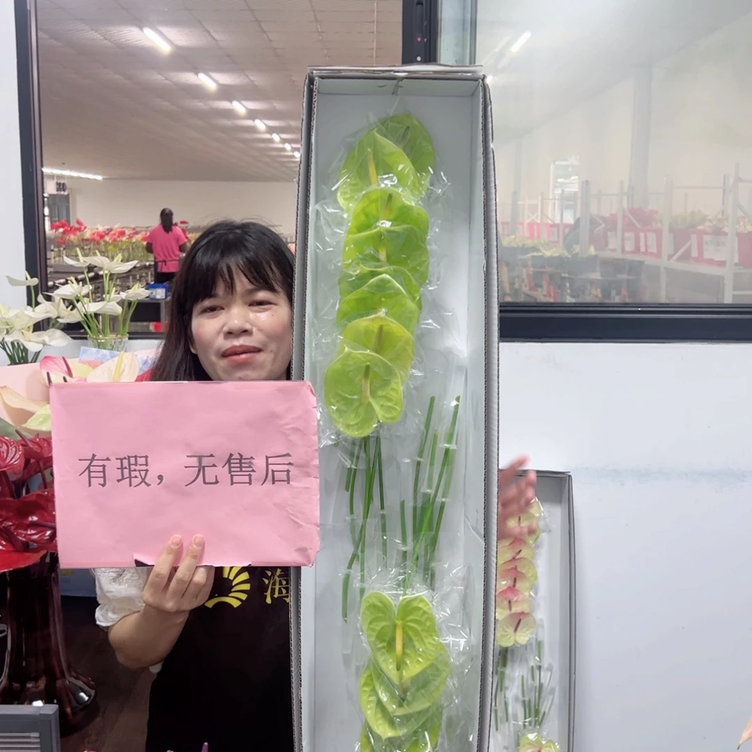完全开放绿掌-16枝装无售后款！