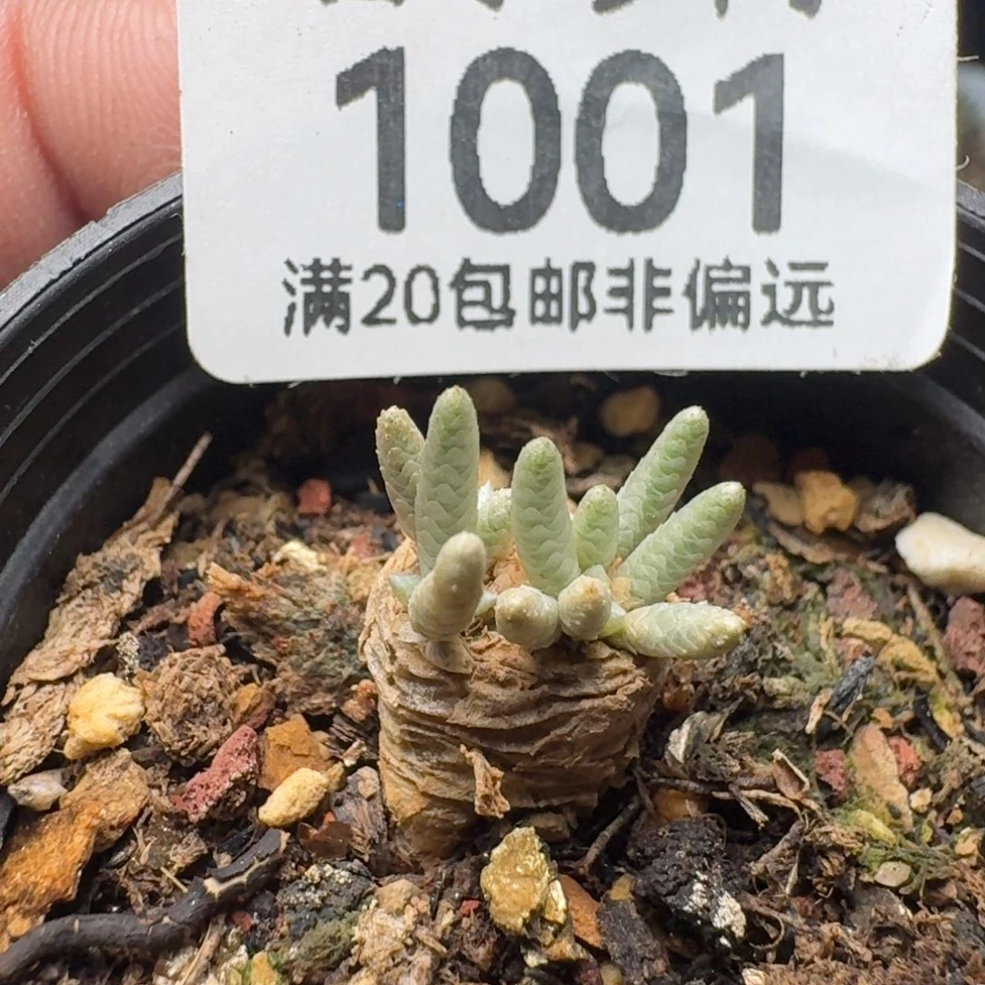 韧锦带盆土红花。