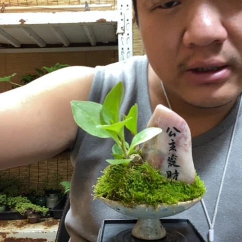 红陶月**合一物一拍所见即所得314