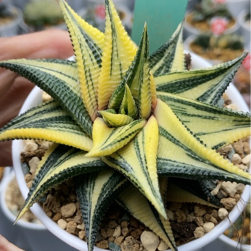 【闪购商品】琉璃31