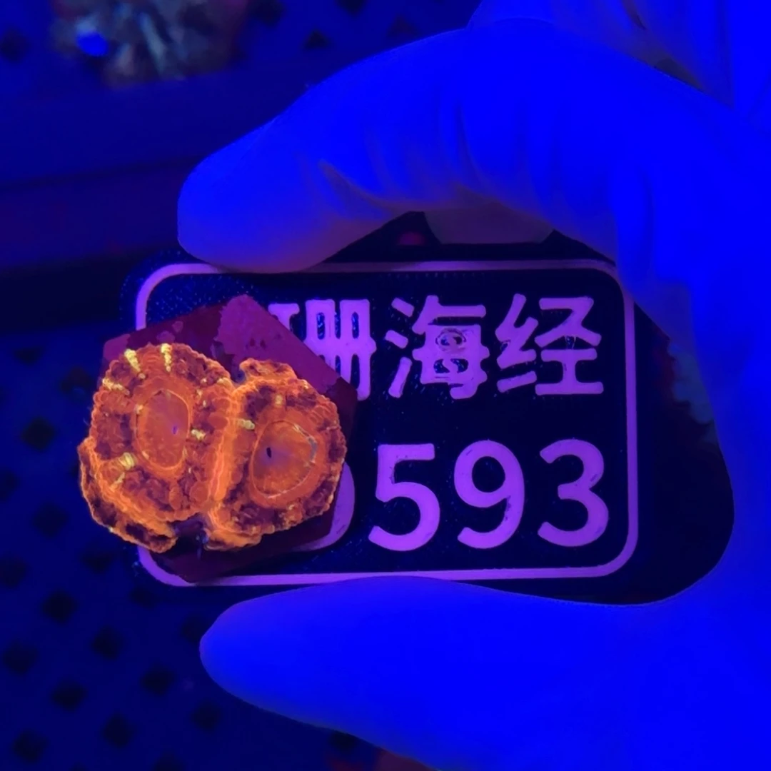 Y***.纽扣珊瑚又又不包邮糖果脑D593