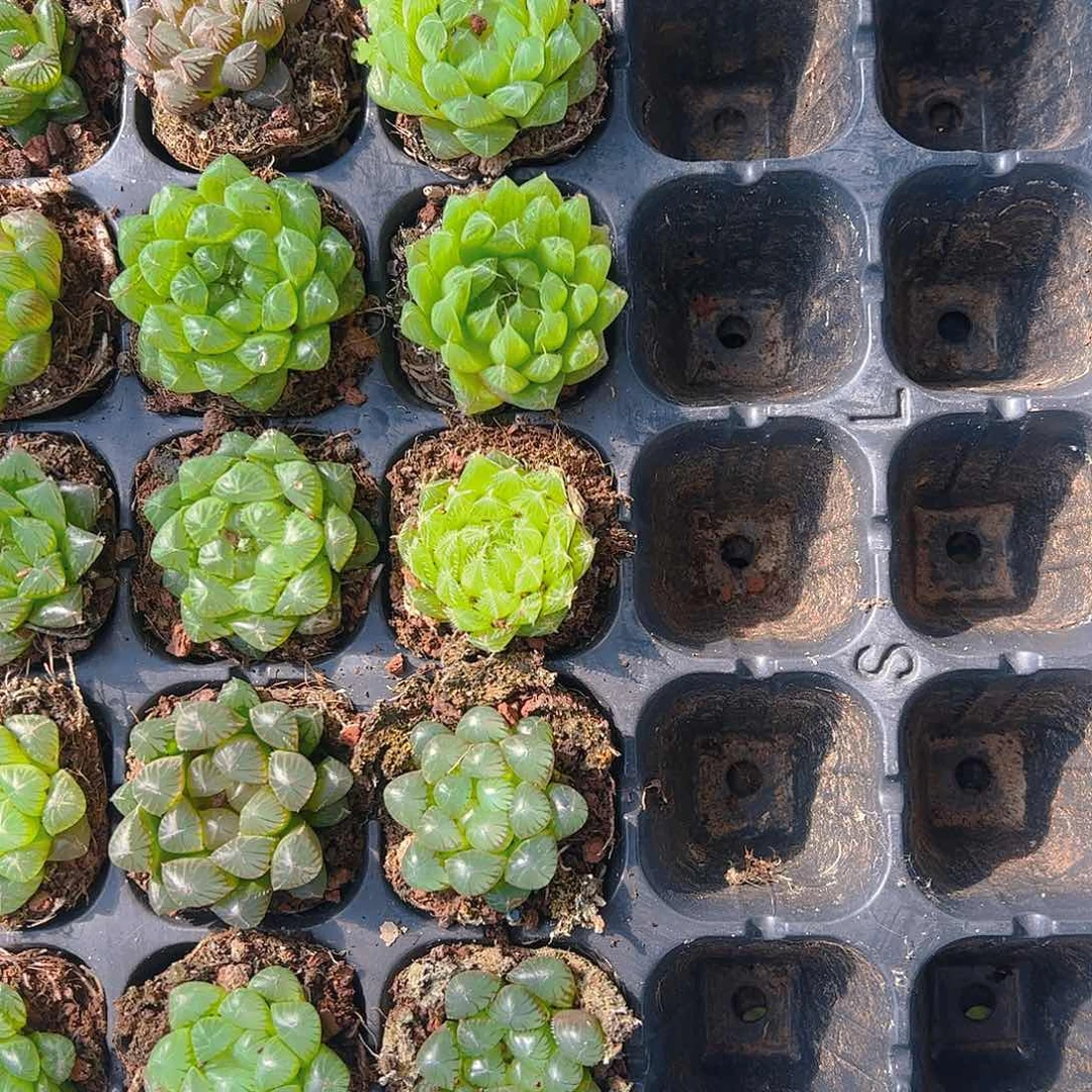 直播福利一物一拍98