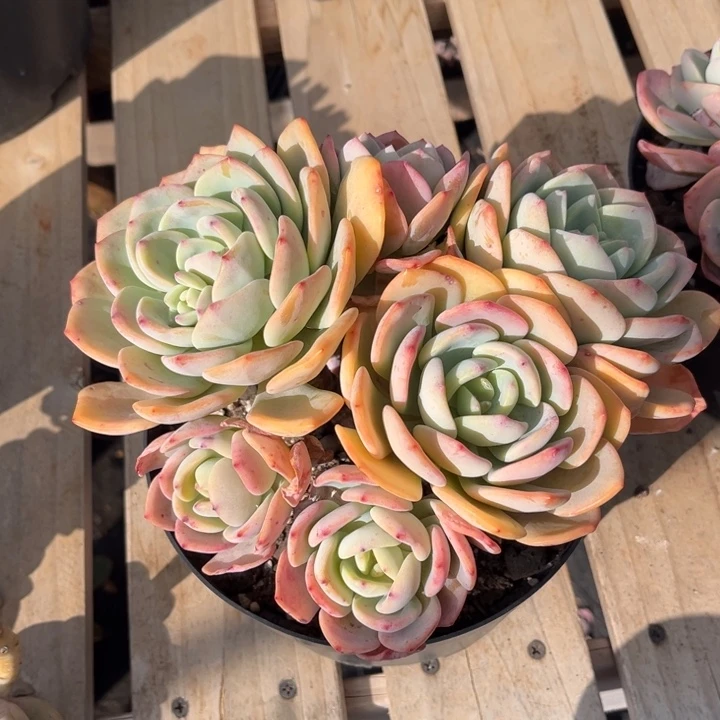 白月光多肉植物8154