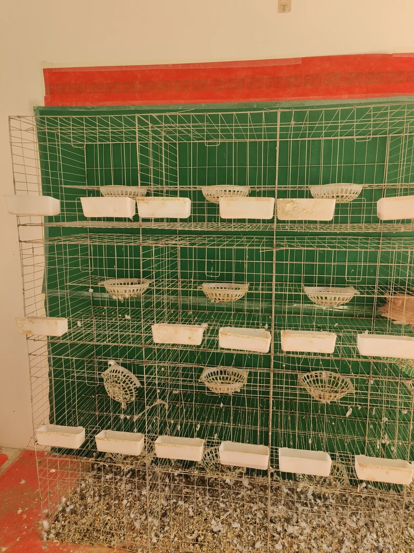 观赏鸽鸽子鸽子用品