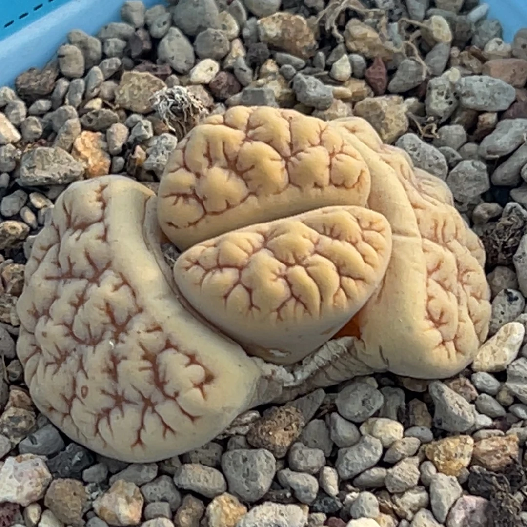 8239凹凸铁189一颗