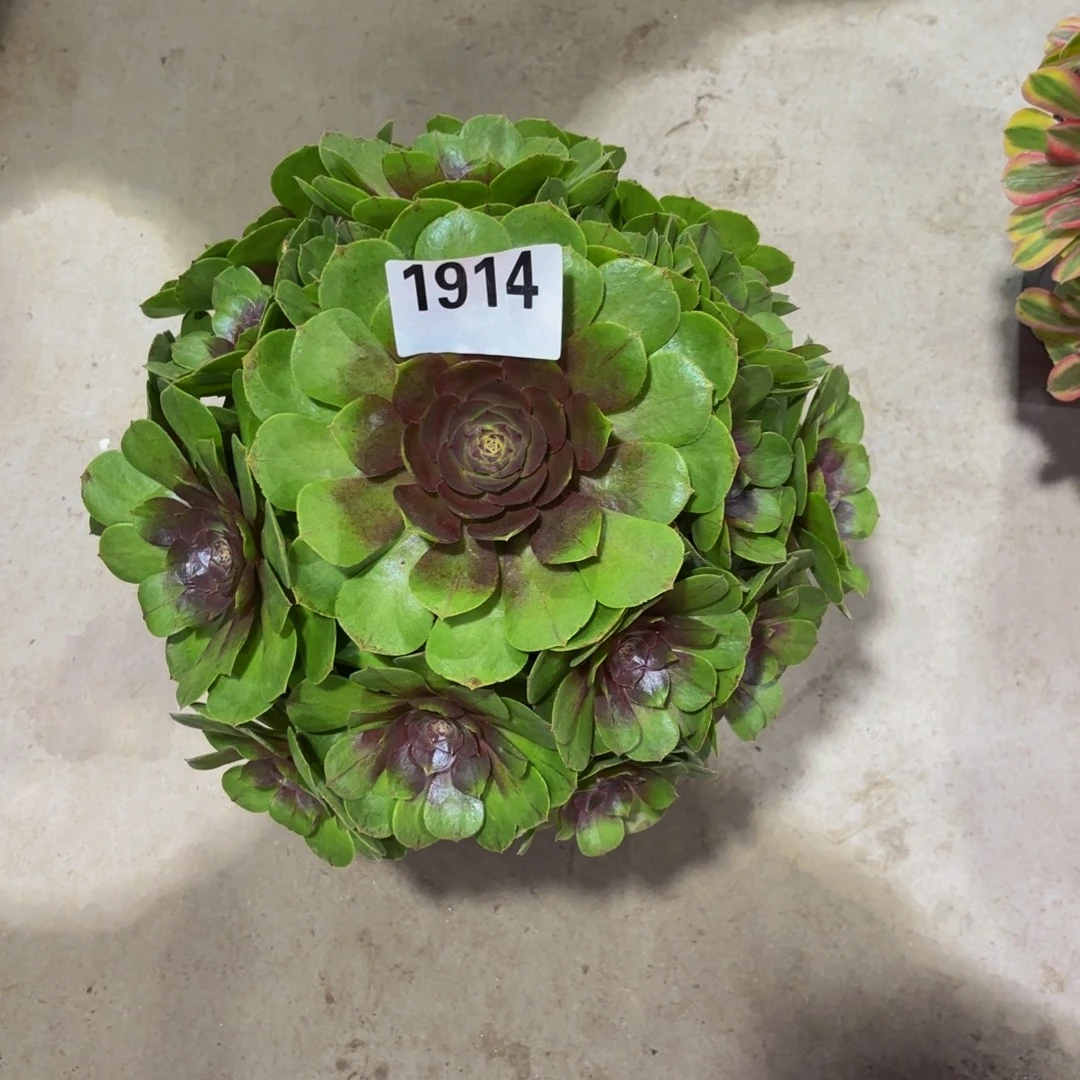 无花朵1914红心沙拉碗11111111