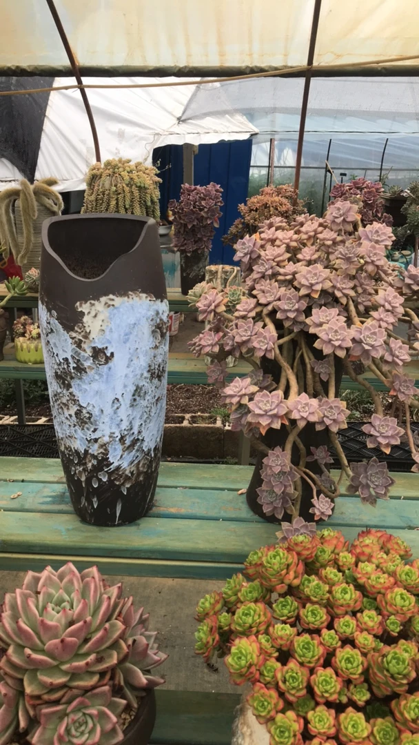 整装无砍老桩阿伦培带盆