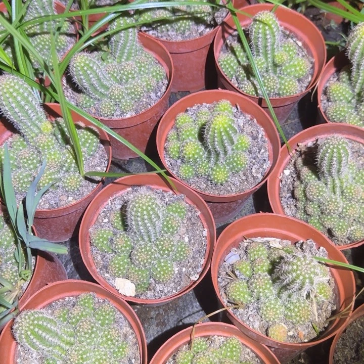 白檀仙人掌477小群随机