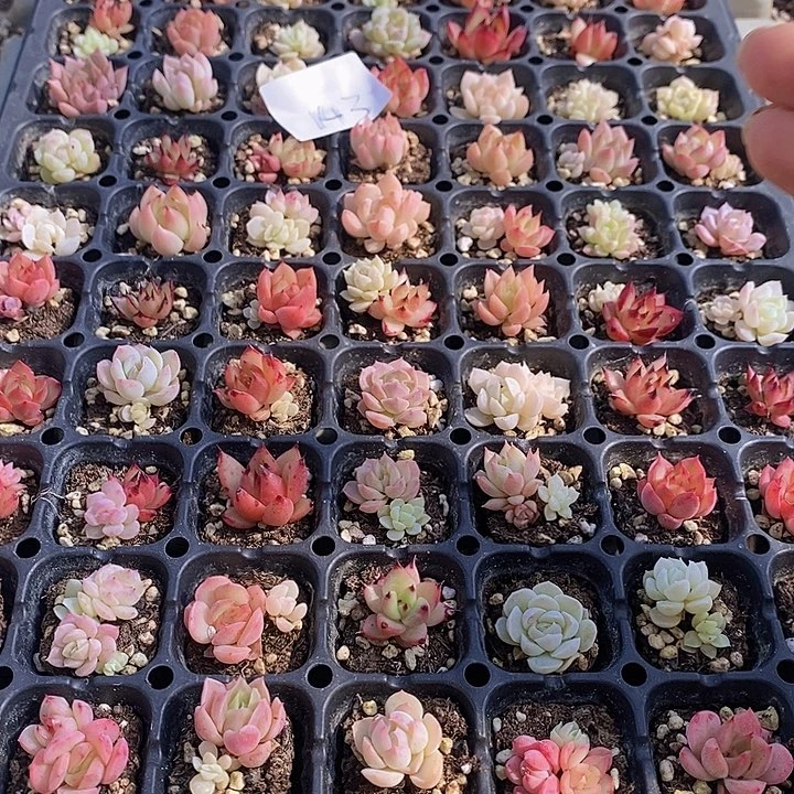 143 多肉植物盆栽植物