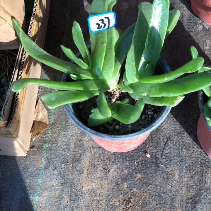 佛手托金一物一拍237