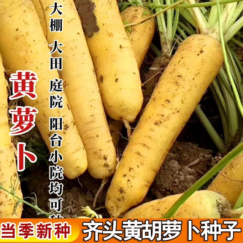 齐头黄胡萝卜种子脆甜胡萝卜籽