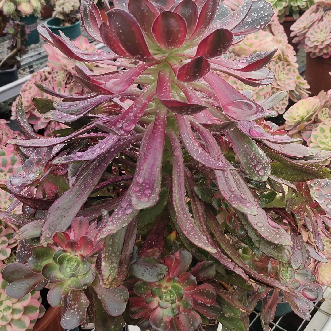 多肉法师锦巫毒拉丝锦