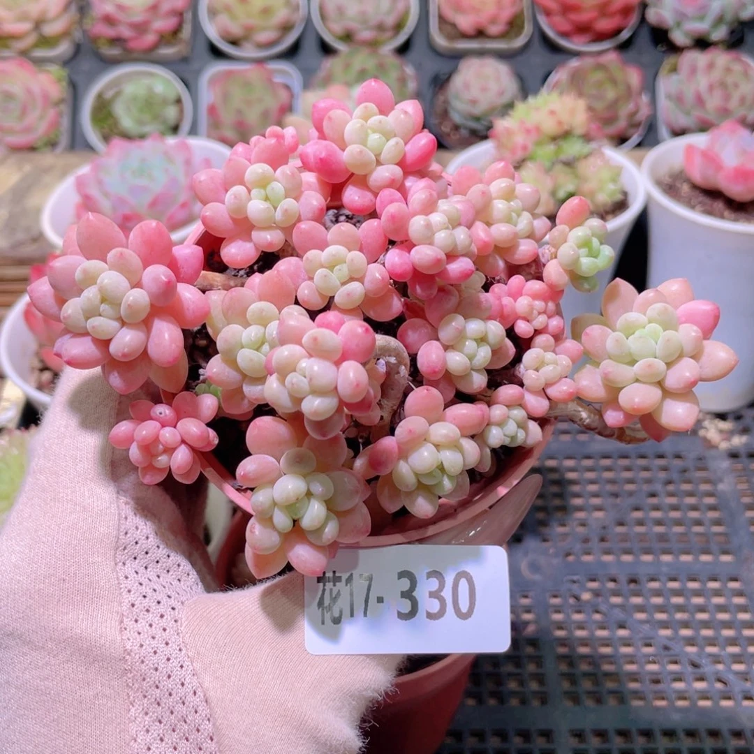 花利美17-330洛可可