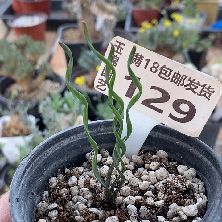 129钢丝弹簧草一一一一