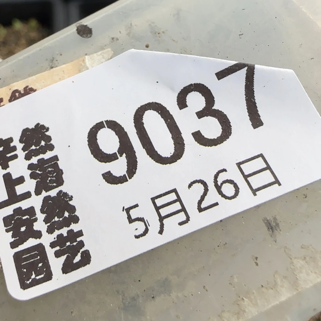 芝***-5.26。奶瓶。9037。