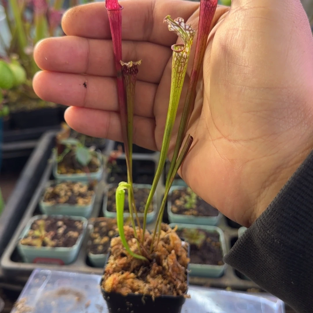 完全开放Sl6瓶子草