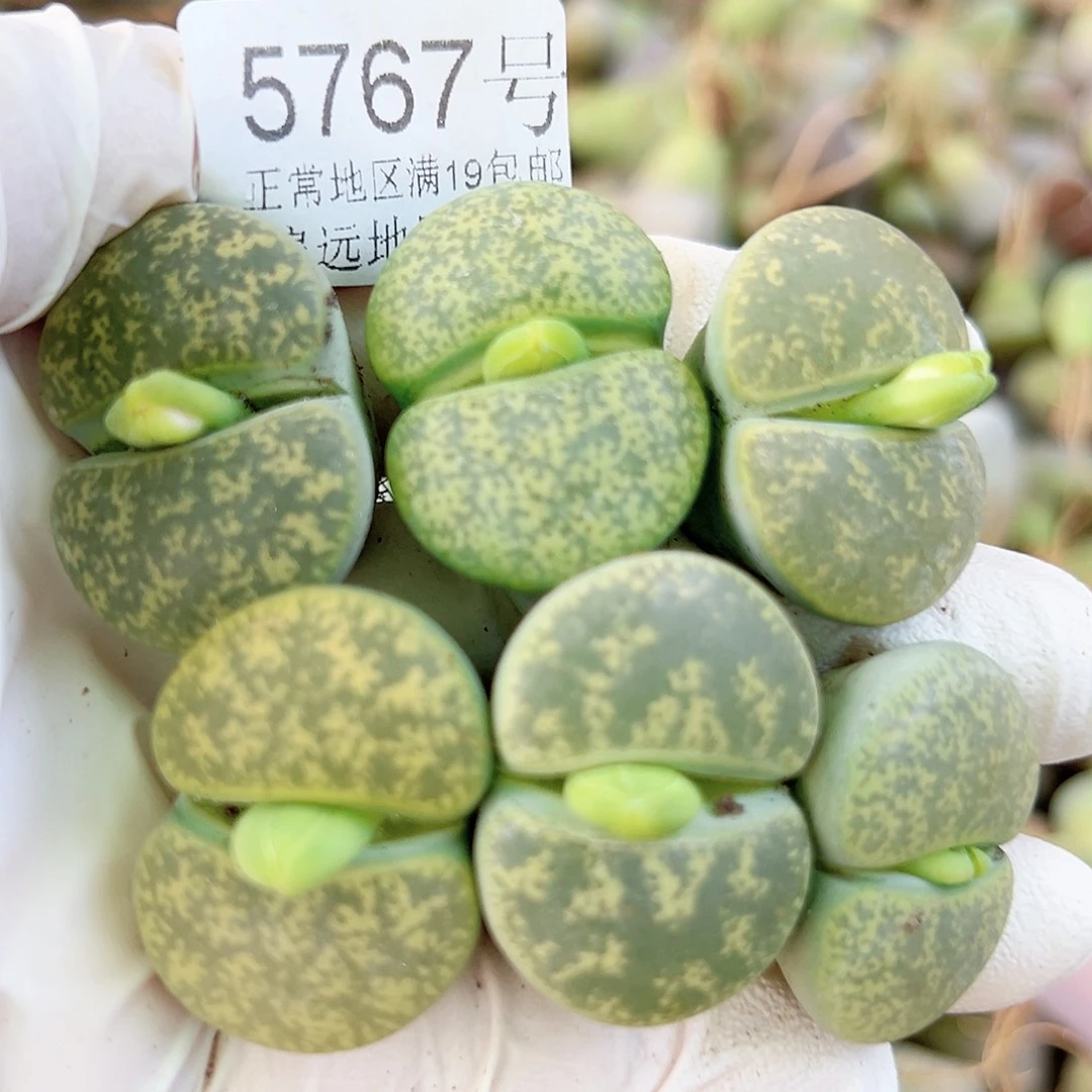 5767 好养易活生石花大母本6个2.8cm左右