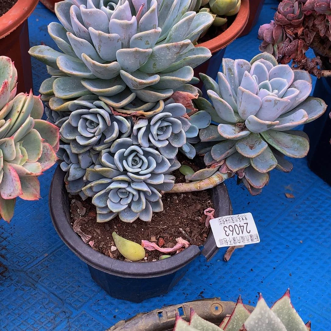 云**轻   美尻24063