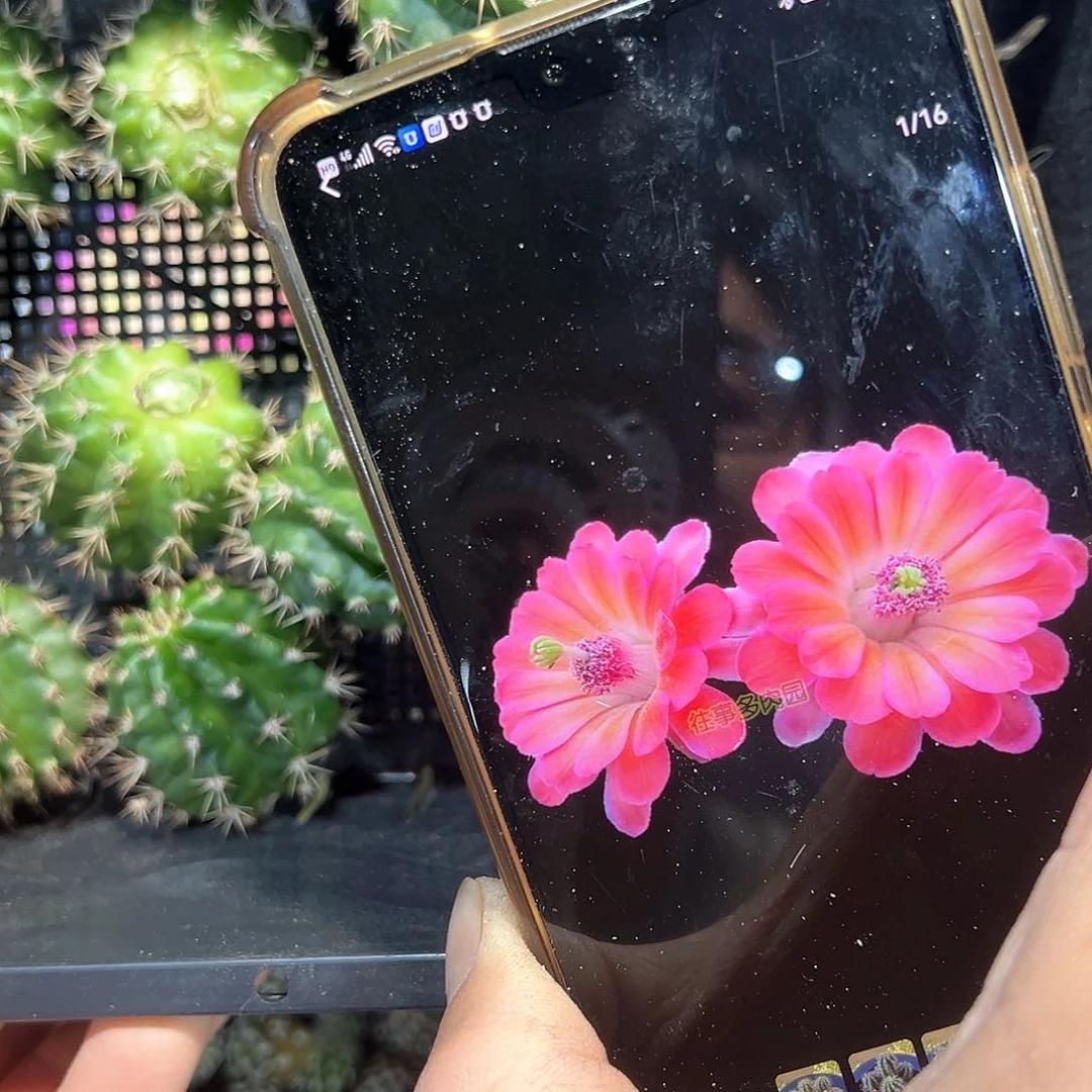 复色草木角往事多肉园仙人球