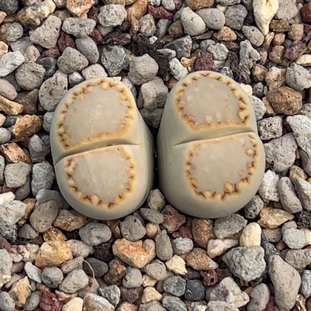 7957双头金边黄绿饼干一颗