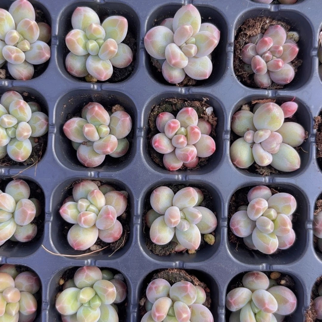 乌拉奶两颗一组量拍