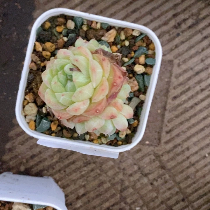 我***y045多肉多肉多肉多肉多肉
