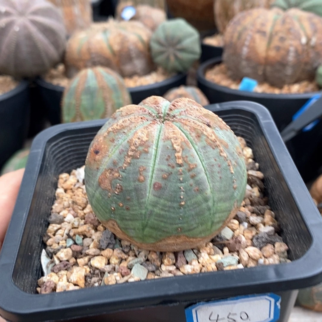 19欧系实生布纹球一物一拍