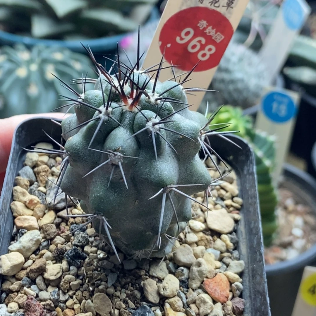 实生上腊龙爪球3.9cm一棵