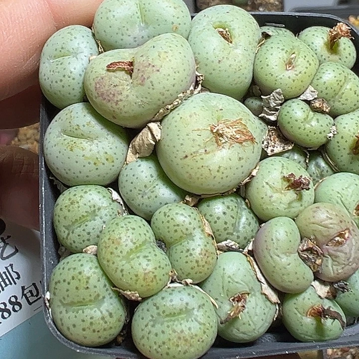 872号特价肉锥混多肉植物